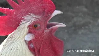 CHANT du COQ  à la FERME🐓 Festival du CRI du COQ🚜 à la ferme pédagogique de Vendargues