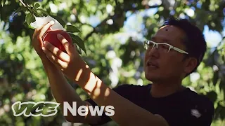 Farming in Fukushima 10 Years After the Nuclear Meltdown