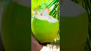 Awesome Coconut Cutting Skill #shorts #coconut #short #shortvideo #shortsyoutube 👍🤗🤟