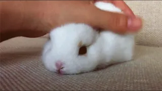 Cutest Bunnies Of The Week - In 30 seconds, this cute animal compilation will make you laugh!