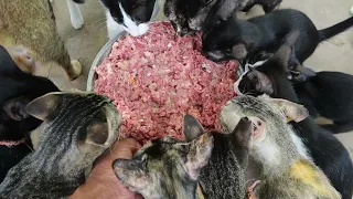 Feeding cats - Hungry cats eating raw chicken - Kitten eating raw chicken | The Gohan Dog And Cats