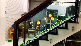 Beautiful Ladder Discus Tank Ideas | Gorgeous Discus Planted Aquariums