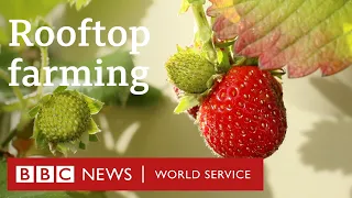 Welcome to the world’s largest urban rooftop farm - BBC World Service