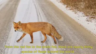 Fox || the most cunning animal in the World