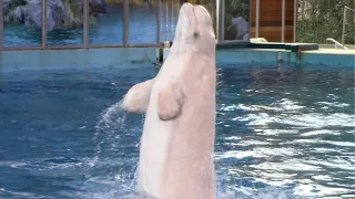 Ocean Discovery: Beluga Whales and Dolphins - SeaWorld San Antonio - July 25, 2022