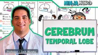 Neurology | Cerebrum: Temporal Lobe Anatomy & Function