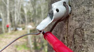 Maple Syrup from Red Maple Trees