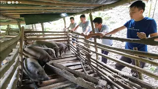 Today Robert sells pigs and makes cassava cakes so delicious. Green forest life (ep222)