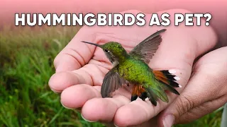 22 Surprising Facts To Keep Hummingbirds As Pet!