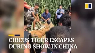 Circus tiger escapes from its cage in China