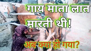 घबराने की जरूरत नहीं लात मारती गाय से | कैसे देगी आराम से दूध | लात चलाना बंद क्यों कर दिया गाय |