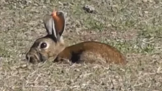 Bowhunting rabbits HEADSHOTS