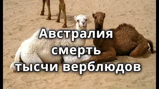 Австралия власти убьют тысячи верблюдов  2020 8 января Австралия пожар