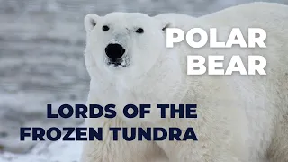 The Mighty Polar Bears | Lords of the Frozen Tundra.