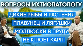 Вопросы ихтиопатологу. Моллюски в пруду. Дикие рыбы и растения. Амур против камышей. Раки в пруду.