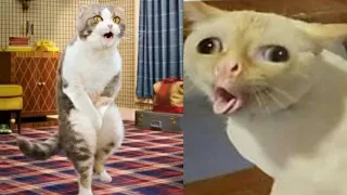 Funny Cats Compilation New Funny Videos 2022 - 2023😍 Cutest Cats and Dogs 🐱🐶 Part 32