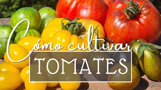 Cuidados del TOMATE 🍅 Todo lo que necesitas saber