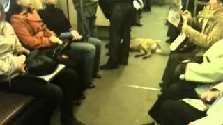 Собака спит в поезде метро в час пик.