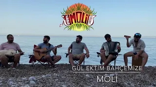 Moli | Gül Ektim Bahçemize