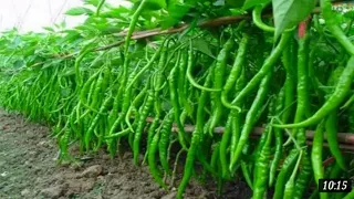 WOW! Amazing Agriculture Technology - Sweet & Chili ......