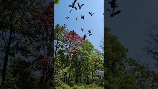 Nature Flying seeds #naturephotography #viral #forest #short #shorts #nature #beautiful