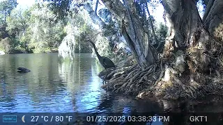 Amazing Blue Heron-Trail Cam