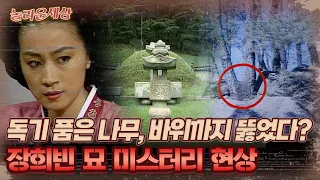 [놀라운 세상] 독기 품은 나무, 바위까지 뚫었다? 장희빈 묘 미스터리 현상｜#놀라운세상 MBC050830방송