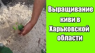 Выращивание киви в Харьковской области