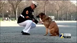 K9 honored with highest military award an animal can get