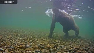 Underwater Salmon Cam - Katmai National Park, Alaska 2021 Highlights