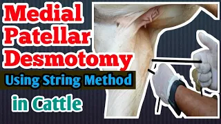 Medial Patellar Desmotomy In Cattle By String Method | Stringhalt | MPD  रीगणी by Dr Rahul Shendare