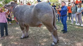 บรรยาย​ลักษณะ​ที่ดีของควายงาม ควายประกวด โดย พ.ต.อ. อเนก เตาสุภาพ