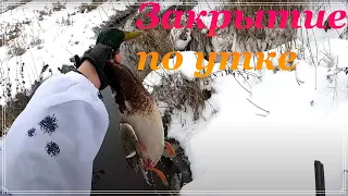 Закрытие сезона по утке