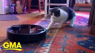 Cat battles robot vacuum cleaner in cute standoff