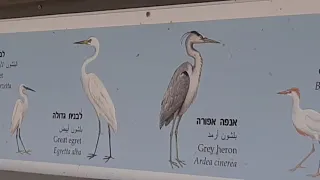 Удивительный Израиль -озеро Хула