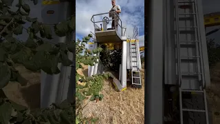 Nuts Harvester || Harvesting Hazelnuts || Made By Littau Harvester Oregon || #shorts