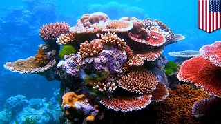 Scientists discover 'super coral' in Hawaii - TomoNews