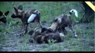 2014 11-07 Wild Dogs WildEarthTV & NatGeo Wild  pm Live Drive