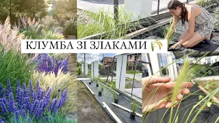 НОВА КЛУМБА ЗІ ЗЛАКАМИ 🌾 ДЕКОРАТИВНІ ТРАВИ 🌱