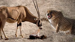 Cheetah Attacks And Eat Baby Gemsbok Just Giving Birth