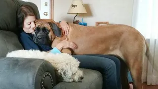 Big Dogs Who Think They're Lap Dogs😂 Funny Dog Videos