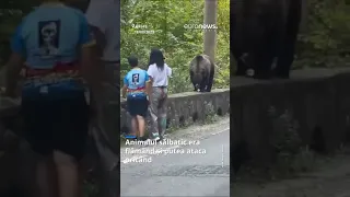 Urs hrănit de o femeie și un copil în apropiere de Vidraru. Vânător: ”Este o inconștiență crasă”