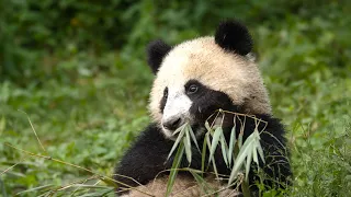 Panda Mother Teaches Cub How to Eat Bamboo | 4KUHD | China: Natures Ancient Kingdom | BBC Earth