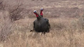 Oklahoma Double - Opening Day Gobblers