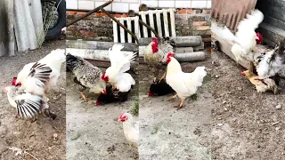 Roosters who have a lot of strength