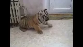 Beautiful little tiger growls