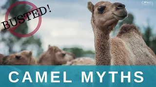 Camel Myths - Do You Know This About Camels?