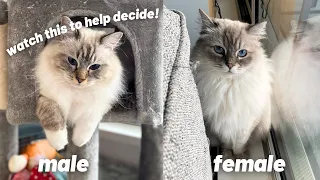 Male or Female Ragdoll? What to do if you already have one and the main differences! + FIOBOC