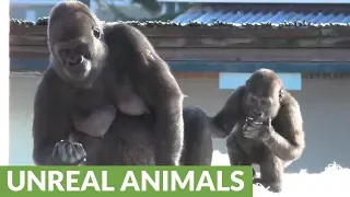 Gorilla youngster beats chest at mom, instantly regrets it