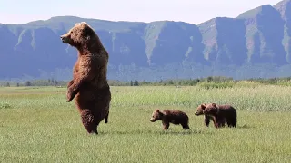 Mother Bear Carefully Watches Over Cubs || ViralHog